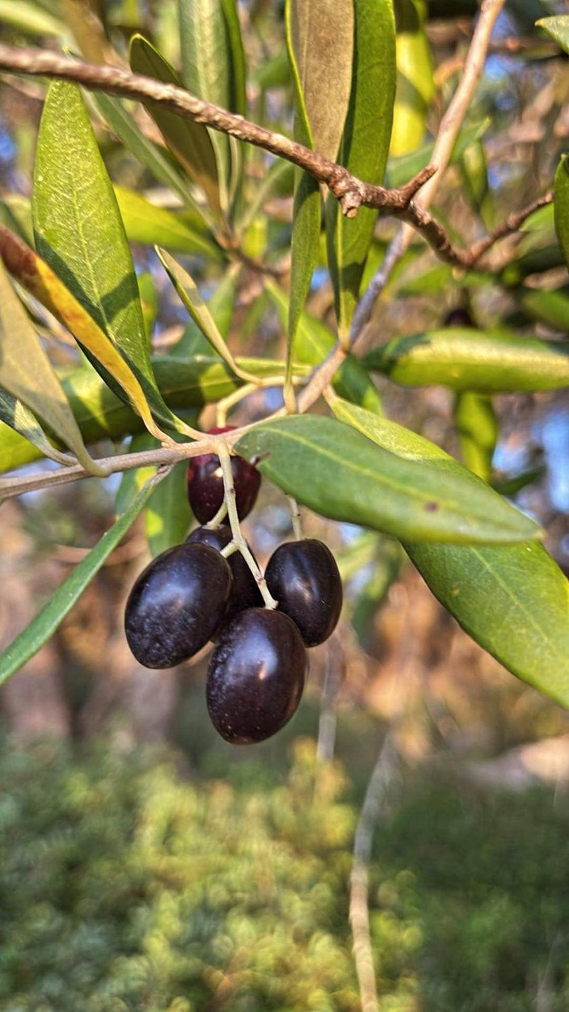 פאלאוקסטריצה Villa Maria מראה חיצוני תמונה